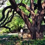 18wishing tree