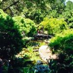 It's a Koi pond.