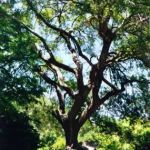 21wise old tree