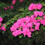 Pink Flowers!