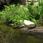 A pond, filled with turtles!