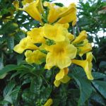 Yellow Flowers!