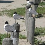 Birds!