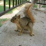 A very smart, but very fat, squirrel.