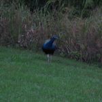 Our first strange sighting of the day - a wild peacock! Our first strange sighting of the day - a wild peacock!