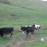 Running with the Cows! Running with the Cows!