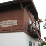 New Glarus is adorned with cows everywhere and signs to jog Jenny's memory of highschool german. New Glarus is adorned with cows everywhere and signs to jog Jenny's memory of highschool german.