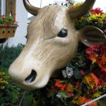 The local cow in front of Bessie rewards us with a treat from the Maple Leaf Cheese & Chocolate Haus. The local cow in front of Bessie rewards us with a treat from the Maple Leaf Cheese & Chocolate Haus.