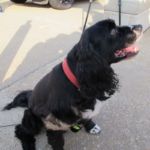 Pets abound! Pets abound!