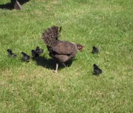 A Chicken and her chicks A Chicken and her chicks