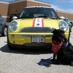 Tosh and Bessie decked out for Independance Day.