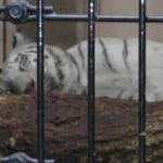 It's a white Bengal tiger.