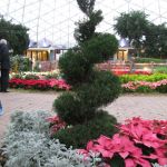 In case you're still confused, the Domes are giant greenhouses full of plants. For Christmas, the one dome was covered in pointsettias and Christmas paraphenalia. In case you're still confused, the Domes are giant greenhouses full of plants. For Christmas, the one dome was covered in pointsettias and Christmas paraphenalia.