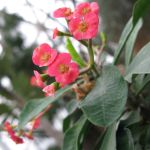 The second dome we visited was full of dessert plants. I don't know what anything is. Don't ask. I'm just the photographer. The second dome we visited was full of dessert plants. I don't know what anything is. Don't ask. I'm just the photographer.