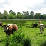 Cows!