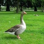 Geese!