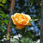 IMG_2670