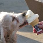 Everyone enjoys the custard!