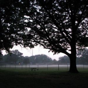 Fog descends on the ballpark