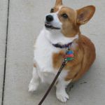 Corgi!