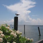 A seagull on every perch. A seagull on every perch.