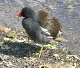 IMG_3565.jpg