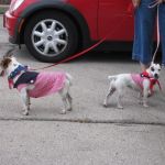 Even tiny dogs are ready to spread some Independance Day spirit! Even tiny dogs are ready to spread some Independance Day spirit!