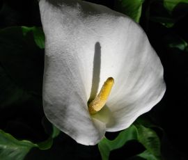 IMG_3671.jpg