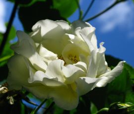 IMG_3675.jpg