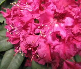 IMG_3916.jpg