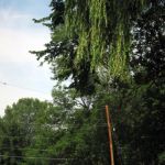 Another example of my wasted photographs. Another example of my wasted photographs.
