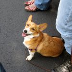 Coco, the corgi! Coco, the corgi!