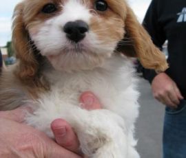 Penny, the Cavachon. Penny, the Cavachon.