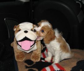 Puppy Love! Puppy Love!