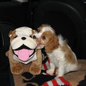 Puppy Love!