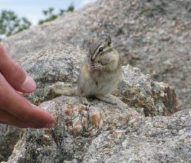 The Friendly Chipmunks know just where to get their meals. The Friendly Chipmunks know just where to get their meals.