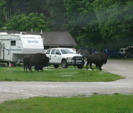 Our first buffalo encounter. Thank goodness we're not staying at that campground! Our first buffalo encounter. Thank goodness we're not staying at that campground!