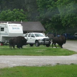 Our first buffalo encounter. Thank goodness we're not staying at that campground!