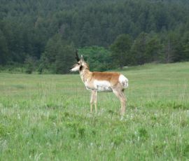 Name that animal! Since we could never figure out exactly what it was. The news called it Antelope. Name that animal! Since we could never figure out exactly what it was. The news called it Antelope.