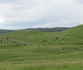 There they are! A herd of bison! There they are! A herd of bison!