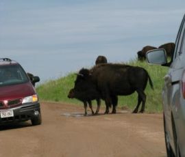 Car VS Bison. Which will win? Car VS Bison. Which will win?