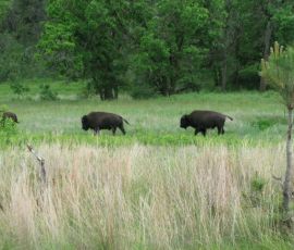 A parade of bison. A parade of bison.