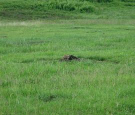 One of many skittish prarie dogs! One of many skittish prarie dogs!