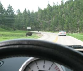 Drive slowly, you never know who you're going to be sharing the road with. Drive slowly, you never know who you're going to be sharing the road with.