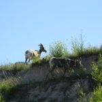 Big Horn Sheep! Or something...