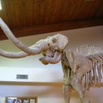 MAMMOTH! THEY'RE HUGE!