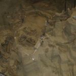 The site was a large watering hole that animals got into but couldn't get out.