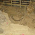 All of the Mammoths found are teenage males.