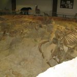 The bones found are actual bones, not petrified like dinosaur bones.