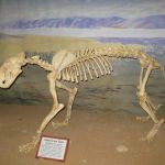 A lion